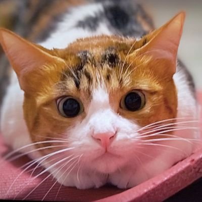 別名:保護猫出身🐱にゃんこママ【三毛猫MIXベンガル風7歳💟4.4kg 】竜党💙🐲💙岩瀬仁紀さま推し♡   手芸🧵薬膳💊着物👘園芸🌿