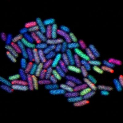 Research group on molecular plant-pathogen interactions (mainly Pseudomonas syringae), co-lead by @BeuzonR and @jruizalbert, based at @IHSM_CSIC_UMA