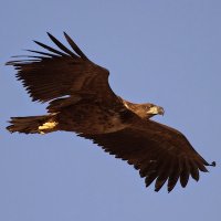 Lofoten Birding Martin Eggen (@lofotene) 's Twitter Profile