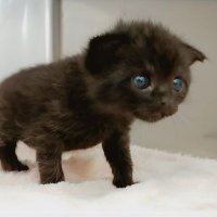 仔猫を拾ったので (@konekowohirotta) 's Twitter Profile Photo 仔猫を拾ったので (@konekowohirotta) 's Twitter Profile Photo