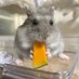 🎤しがないカラオケ屋店員🎤 (@shiganaihamster) Twitter profile photo 🎤しがないカラオケ屋店員🎤 (@shiganaihamster) Twitter profile photo