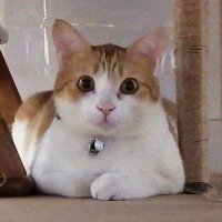 丸猫 (@marubyoushouten) 's Twitter Profile