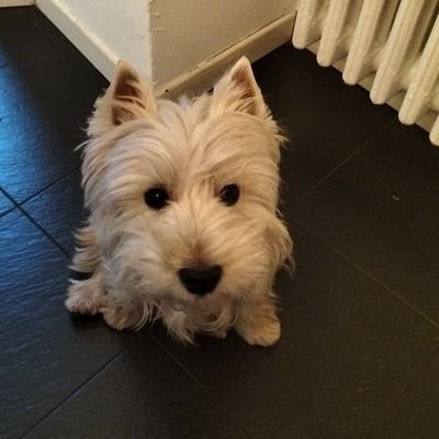 CeccariniMarta's profile picture. 