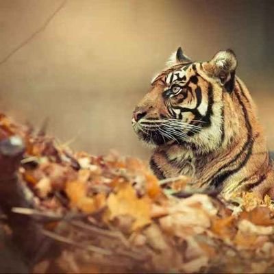 kmzhangw's profile picture. 