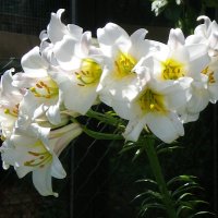 miCat (@felleiterdoris) Twitter profile photo