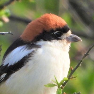 Yorkshire astronomer & birder now living and working on the Lizard peninsula In Cornwall, owner at  https://t.co/qxzNHbwQcI