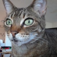 Ferrebee's Felines (@sherryferrebee) 's Twitter Profile