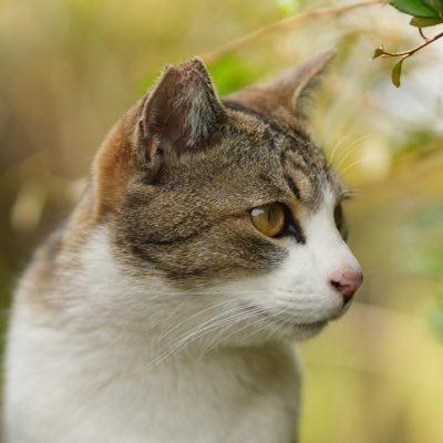 🍜福岡を中心に活動中❗️ 🐈野良猫を可愛く､イケメンに…たまに変顔も🐾 日常的な事も呟きます😬