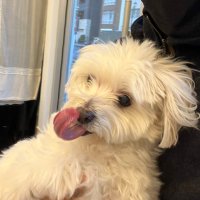真(shin)@眷属👾🌽 (@rd204yskoxohbkp) 's Twitter Profile