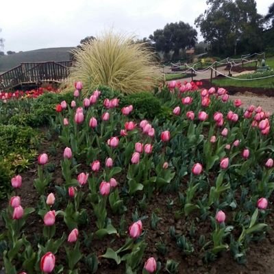 Palmas1Luigia's profile picture. 