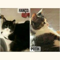 Potik Ranco (@potikranco) 's Twitter Profile Photo