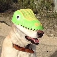 what kind of dog is this(@genius_dogs) 's Twitter Profile Photo
