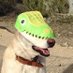 what kind of dog is this (@genius_dogs) Twitter profile photo