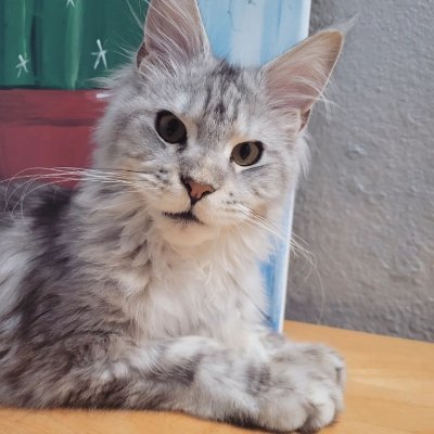 💜😻 Follow us for daily dose of Maine Coon 😻💖
🔛 Follow👉 Turn ON post notifications 😻😻