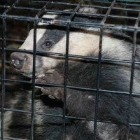 Derbyshire Badger Vaccination Project..(@DerbyshireBVP) 's Twitter Profile Photo