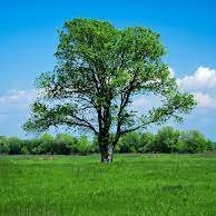 awarenesscheck1's profile picture. im here to spread awareness about deforestation