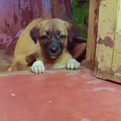 jopathimansha's profile picture. mom dad my love ❤, animal lover