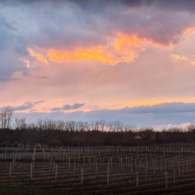 Sugarbush Vineyards is the garagiste winery of Prince Edward County. We specialize in small lot, artisanal wines made entirely from our estate-grown grapes.