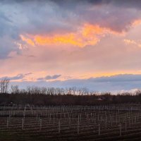 Sugarbush Vineyards (@sugarbushwines) 's Twitter Profile