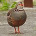 Rasta Birding Gibraltar (@BirdingRasta) Twitter profile photo