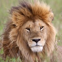 Moonshine (@2redmule) 's Twitter Profile Photo