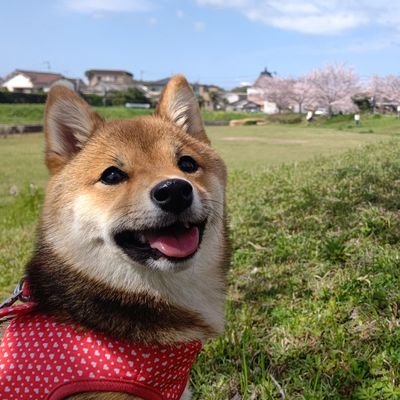 大好きなのは崩壊スターレイル、声が刺さったVTuberさん、沢城みゆきさん、山寺宏一さん、山村響さん、堺雅人さん、手塚とおるさん
圧倒的に犬派です。