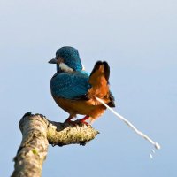 lou plops (@lou_plops) 's Twitter Profile