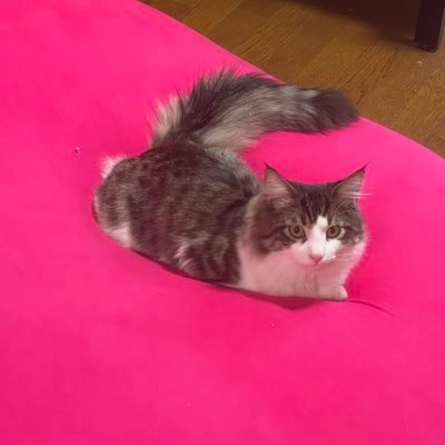 何でもお気軽にご相談ください。 案件の内容(犯罪行為、迷惑行為)によってはお受けできない場合もございますのでご了承ください。横浜市都筑区を拠点としてますが、大きなお仕事のご依頼は全国各地飛びまわりたいと思います。また、需要と雇用の供給を全国規模に展開したいと思いまして、融資してくださる方も募集しております。