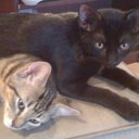 Robin Lilly - @Dos_Gatos - Twitter