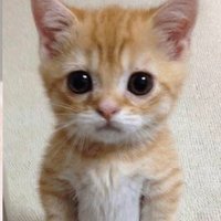 alex (@mexhe00) 's Twitter Profile Photo