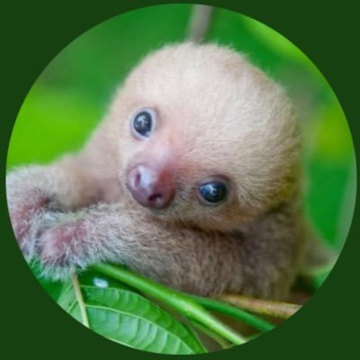 I’m a baby sloth