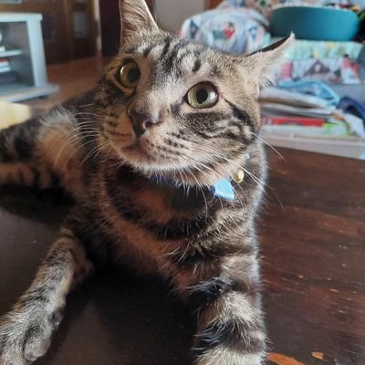猫を交えての日常生活の出来事を書いていきます #相互フォロー
雄猫 夢来(めい)と申します😺
多頭飼育崩壊から家猫へ😃