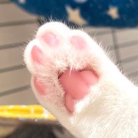 わがやのねこ (@neko_wagaya) 's Twitter Profile Photo わがやのねこ (@neko_wagaya) 's Twitter Profile Photo