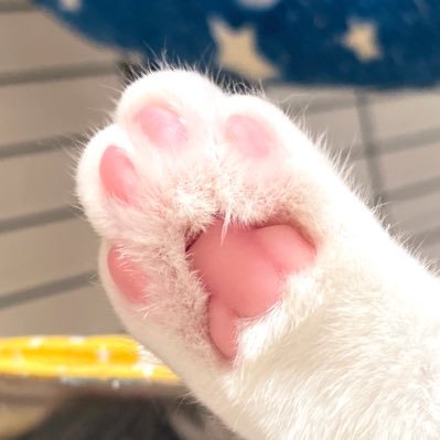 わがやのねこのプロフィール写真