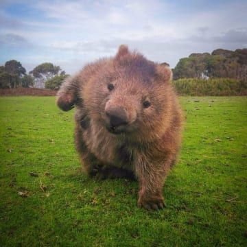 Wombat_Smash