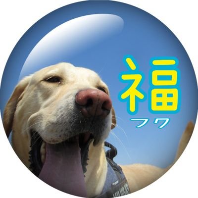 imohorigonsuke Profile Picture