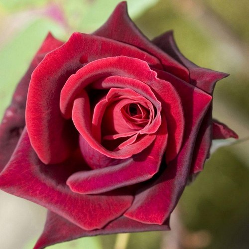 Pensionnat Surval Montreux-Clarens Switzerland , From Seoul, S.Korea. Love music , roses , traveling dancing First Wave Adoptee born 1951 in Busan adopted 1956
