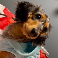 チャピ@相互フォロー (@ck2o1ji0v1v77ie) 's Twitter Profile
