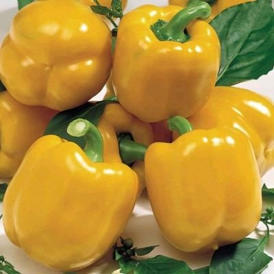 IfeoluwaBlack's profile picture. Sustainable Vegetable Production| Plant Physiologist| Plant science research