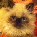 Alexandra Hansen - @AlexandraHanse2 - Twitter