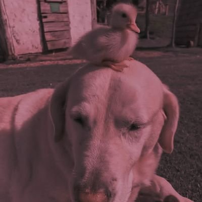 hzsadaf_'s profile picture. 