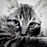 まほろ (@3ahoro) 's Twitter Profile Photo