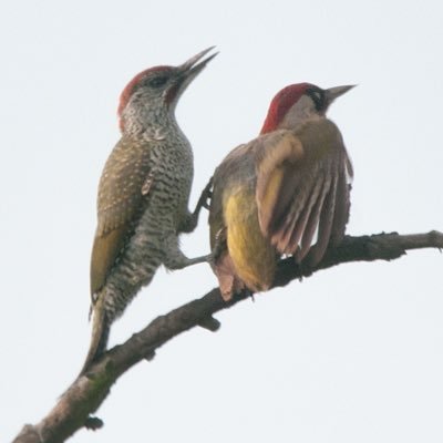 v36Woods's profile picture. Into plants and animals of all sorts. 
Spend a lot of time in my garden and grow too many plants, especially historic Daffodil cultivars.