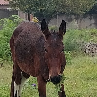 turca1985's profile picture. 