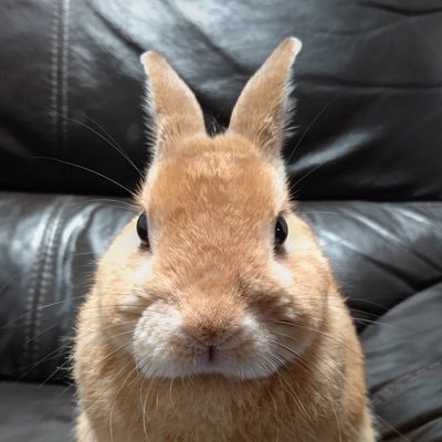 ikiada3's profile picture. 阪大シス/知能