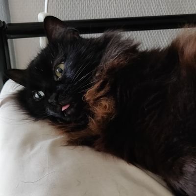 ImmeubleGris's profile picture. Mistik la plu belle, les otre chats 1 peu moins bo