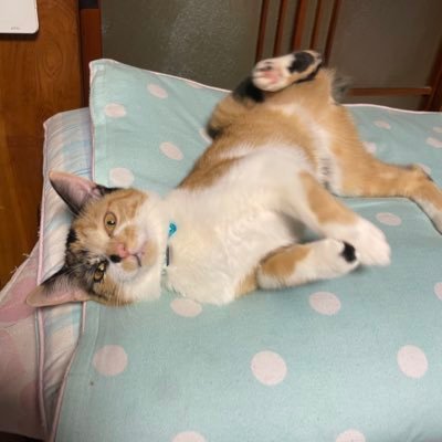 stepstep1228's profile picture. 無言フォロー失礼します(*ΦωΦ)ฅ