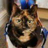Petkingsuk's profile picture. Pretty much cats, cats & more cats 😺