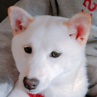 Uu011K's profile picture. プログラミング学習中