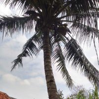 klopo ijo (@gunadigunadi202) 's Twitter Profile Photo